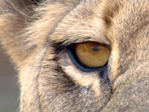 Imagen de La carrera por la vida: Grandes felinos - 1