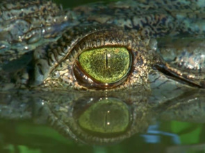 Imagen de La carrera por la vida: La supervivencia del más fuerte - 1