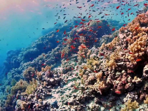 Imagen de La carrera por la vida: Defensas submarinas - 1