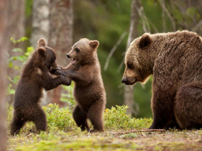 Imagen de Dentro del mundo salvaje  - 1