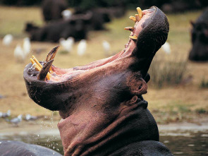 Imagen de Cuentos de Zambia: La tropa del río - 1