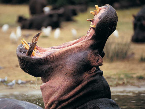 Imagen de Zambia salvaje: La red salvaje - 1