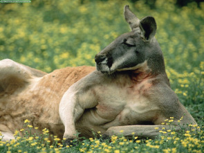 Imagen de La vida secreta dels...: Del marsupi a terra - 1