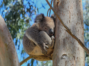 Imagen de La vida secreta de los koalas - 1