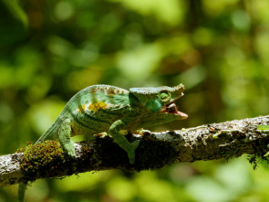 Imagen de Planeta selva: Selvas ancestrales. Borneo - 1