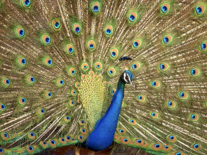 Imagen de Los colores de la naturaleza - 1