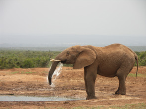 Imagen de Grandes parques naturales de África: parque nacional de los elefantes de Addo - 1