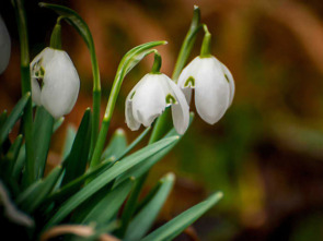 Imagen de Historias de primavera - 1