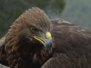 Imagen de ¡Qué animal! (T2): Sierra de Guadarrama - 1