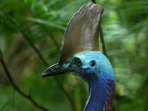 Un pájaro prehistórico
