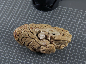 Imagen de El cerebro de Caín: Ep.1 - 1