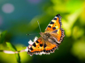 Imagen de Las hijas del sol: Mariposas - 1