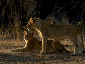 Imagen de Supervivientes de la...: Apetitos animales - 1