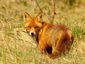 Imagen de Los segundones - 1