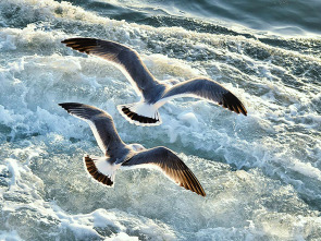 Imagen de Sonidos de la naturaleza - 1