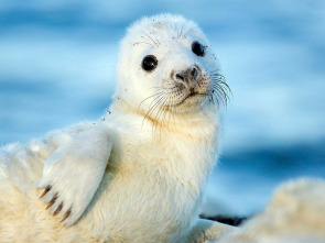 Imagen de El Salvaje Mar Báltico: Entre Finlandia y Suecia - 1