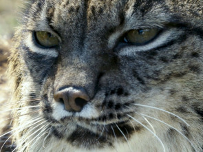 Imagen de Hijos de Saliega. El retorno del lince ibérico - 1