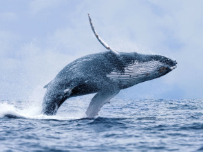Imagen de Maravillas del océano: Depredador o presa  - 1