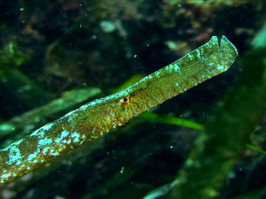 Imagen de Baleares, el archipiélago indómito - 1