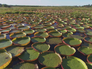 Los secretos naturales...: El Amazonas: La gran inundacion