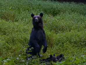 Imagen de Depredadores de los...: El reino del oso - 1