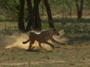 Imagen de El aliento del guepardo - 1
