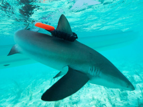 Imagen de Animales con cámaras: Australia - 1