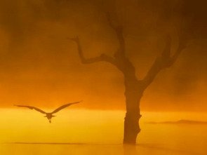 Imagen de Las aves del frío - 1