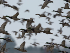 Imagen de ¡Qué animal! (T6): Mariposas - 1