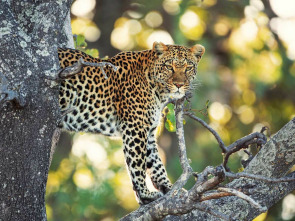 Imagen de Los cuentos africanos de Maleika - 1