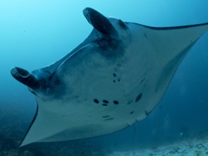 Imagen de Into the blue: Bahía de tritón - 1
