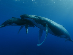 Imagen de Cachalotes: gigantes del mar - 1