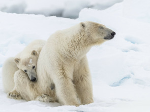 Imagen de Planeta helado II: Sur helado - 1