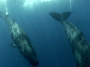 Imagen de Familia de cachalotes - 1