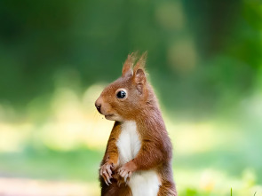 Imagen de Secrets of Squirrels - 1