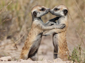 Imagen de Cómo los animales hablan entre ellos - 1