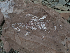 Imagen de Dinosaurios del continente helado  - 1