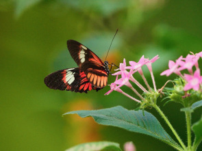 Imagen de ELAleteo de las mariposas - 1