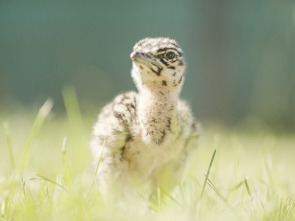 Imagen de Gloriosas Avutardas - 1