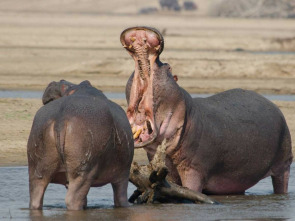 Imagen de La vida en los ríos...: Rio Limpopo - 1