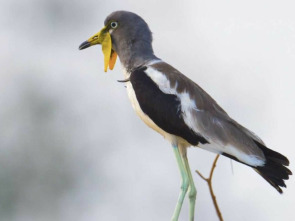 Imagen de La vida en el...: Los leones de la sabana más seca - 1