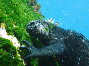 Imagen de Las Galápagos, la...: Supervivencia - 1