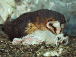 Imagen de Guarderias de la naturaleza - 1