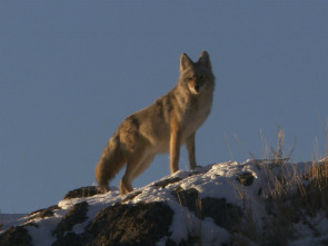 Imagen de El Coyote: El Segundon De Yellowstone - 1