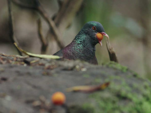 Imagen de Aves de canarias - 1