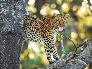 Imagen de Los cuentos africanos de Maleika: Sobrevivir en el Kalahari - 1