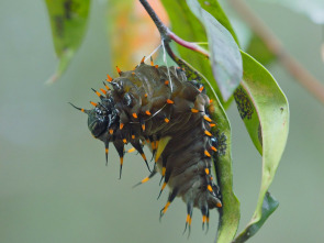 Imagen de Especies icónicas de Australia - 1