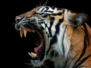 Imagen de Las caras salvajes: Creciendo - 1