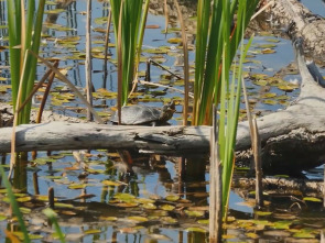 Imagen de La fauna y la flora de los lagos secretos - 1