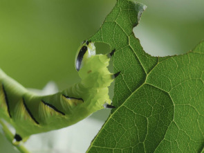Imagen de Momentos magicos. El hechizo de la naturaleza - 1